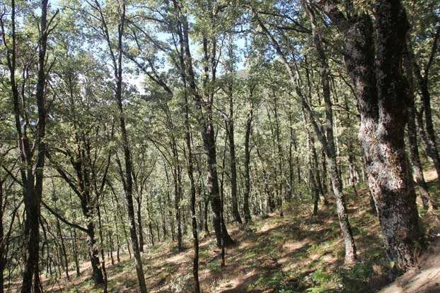 Robledales de Rascafría