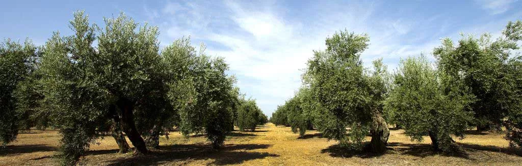 cultivo-del-olivo