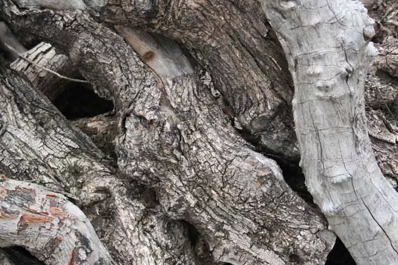 madera-de-olivo-2