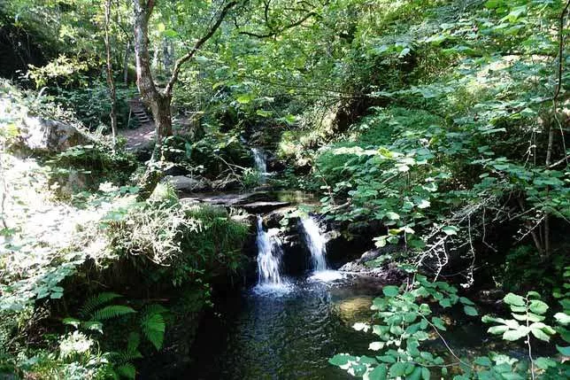 Cascada-de-Lamiña-eucaliptos
