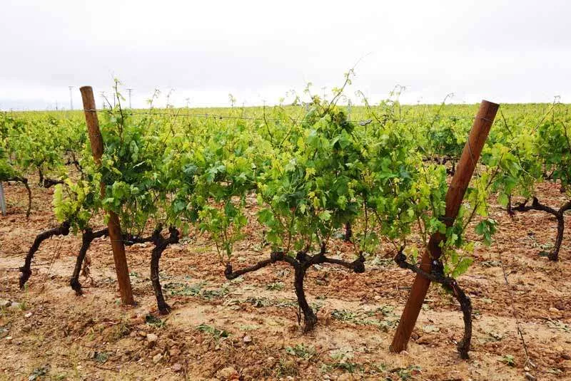bodega-Ysios-viñedos-3
