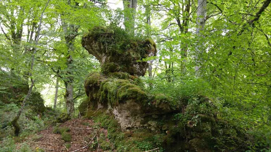 cueva-cristinos-bosque-encantado