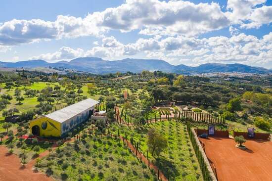 Olivos de la Almazara LA Organic