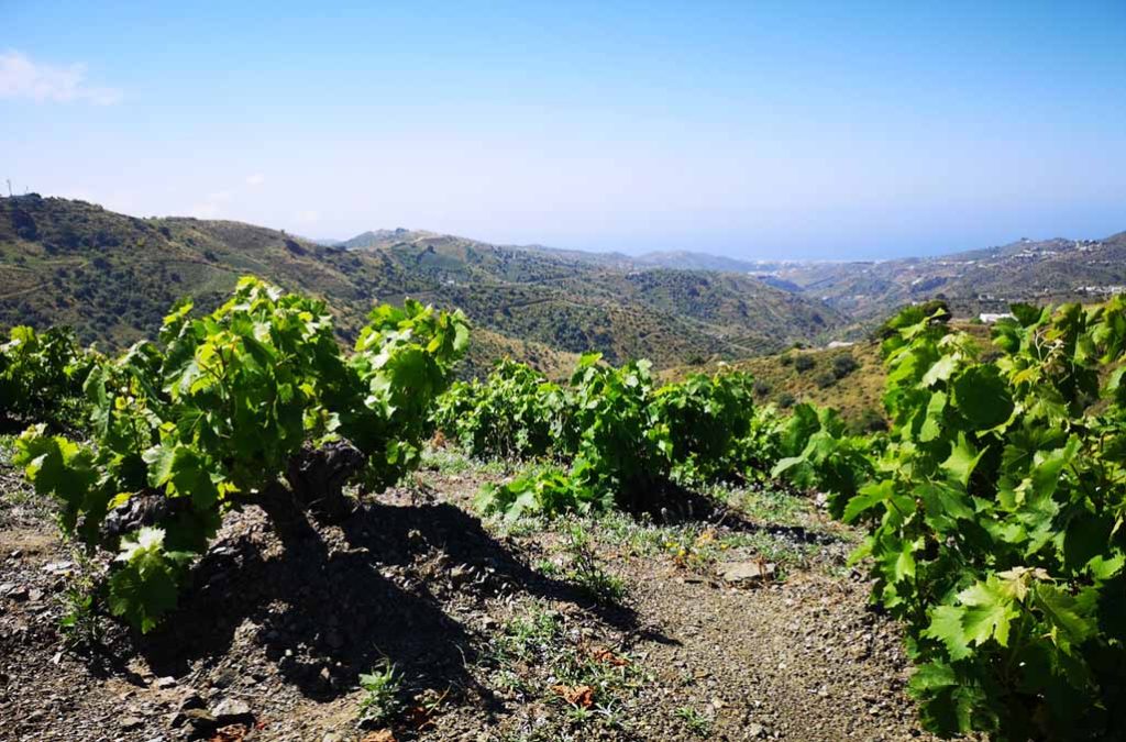 bodegas de andalucia para visitar